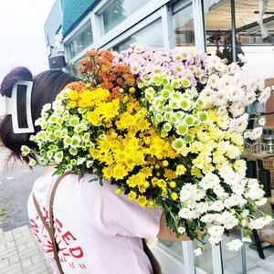 국화 생화 색상선택 한단 반단 생화택배 농장직송, 그린-반단, 1개