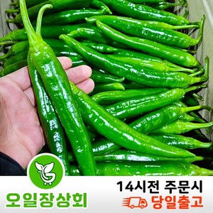 ( 오 일 장 상 회 ) 국내산 오이고추 아삭이고추 오이맛고추 <특등급> 1kg 2kg 10kg, 1개, 10kg내외