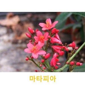 관엽/구근식물 마타피아 화분모종 3개 (L0162)