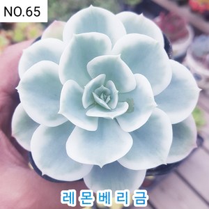 다육식물- 희귀 다육 100가지 모아보기, 1개