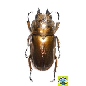 (Allotopus osenbegi) 로젠버기황금사슴벌레 암컷 [L-2-10] 곤충표본 45~49mm, 1개