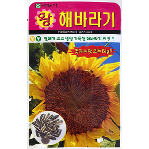 주주씨앗 왕해바라기 씨앗 10립 / 꽃씨몰 big sunflowe seed 예쁜꽃 종자, 1개