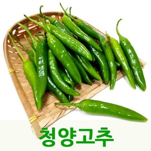 싱싱한 청양고추1kg 매운고추 싱싱지오, 1kg, 1개