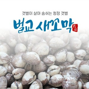 꼬막 특대 전국최저가(노마진) 특대 소량판매 청정갯벌 벌교꼬막 + 특품 산지직송, 1박스, 특대 3kg(상)