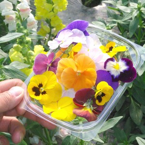 국산 생화 [ 식용꽃 30송이] 꽃 비빔밥 샐러드 화전놀이, 20g, 1개