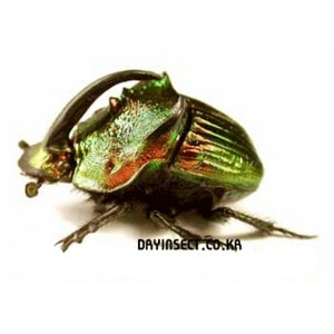 (Phanaeus mexicanus) 멕시카누스뿔소똥구리 수컷 [S-5-84] 곤충표본, 1개