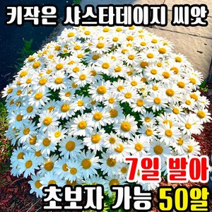 키작은 샤스타 데이지 씨앗 7일 발아 50알/200알/500알 꽃 잔디 씨앗 잉글리쉬 데이지 씨앗, 50개
