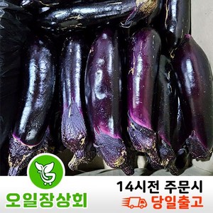 < 오일장상회 > 국내산 가지 상등급 10kg내외, 1박스, (10kg내외)