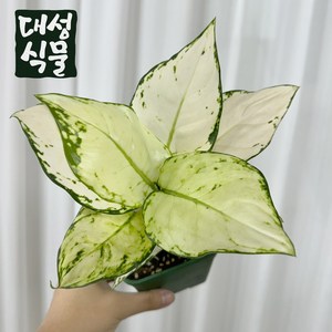 아글라오네마 화이트엔젤 1촉 희귀 수입 공기정화식물 플랜테리어 대성식물, 1개