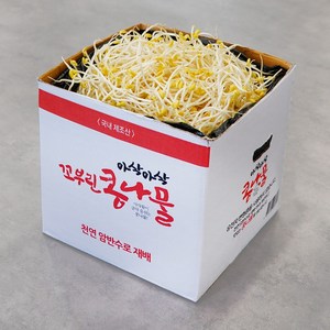 [생산자 직송] 천연 암반수로 키운 튼실한 꼬부린 콩나물, 4kg, 1개