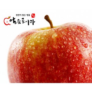 [유명안농원] 밀양얼음골 사과 5-10kg 부사 (11-46과) 산지직송 직접재배, 5kg (15개), 1개