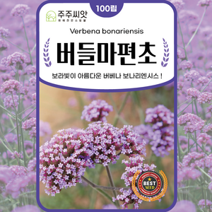 주주씨앗 버들마편초 씨앗 100립 버베나 보나리엔시스Verbena bonariensis 퍼플톱 버베인 클러스터톱 버베인 아르헨티나 버베나 라일락 버베나 종자 씨 보라색꽃, 1개