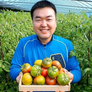 (람이네) 대저짭짤이토마토 중소과혼합 2.5kg 짭짤이토마토 대저토마토, 프리미엄 짭짤이토마토 중과 2.5kg, 1개