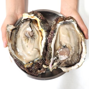 [엠디] 남해 거제도 해녀가 수심 깊은곳 채취한 100% 자연산 바위굴(벚굴) 3 5 10kg 셀, 1박스