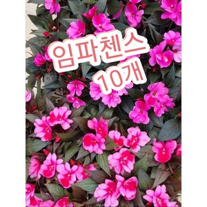 임파첸스 10개묶음/서양봉선화 월동최강 우리나라의 꽃하고 비슷, 10개