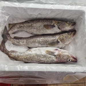 자연산 생대구 포항 직발송 급냉 생물, 2kg(2-4미), 1박스