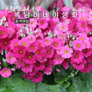 삼단앵초 [4포트 복남이네야생화 모종 일본앵초 층층앵초 프리뮬라 pimula], 4개
