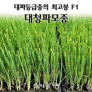 [모종심는아빠] 대파모종 대파중의 최고봉 F1 대청파, 100구, 1개