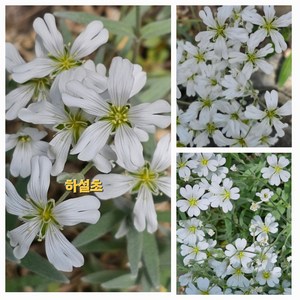 하설초(소품) [야생화담담], 1개