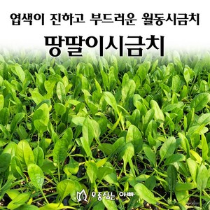 [모종심는아빠] 엽색이 진하고 부드러우며 월동이 되는 땅딸이시금치 모종, 12개