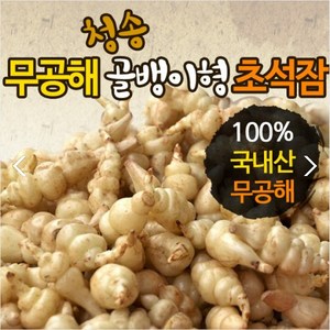 산지직송 무공해 초석잠 골뱅이형초석잠(생)1kg(최상품), 2514개, 1kg(생)(최상품)