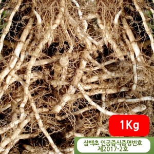 삼백초생뿌리 1kg - 정성들여 키운 국산 삼백초뿌리, 1개