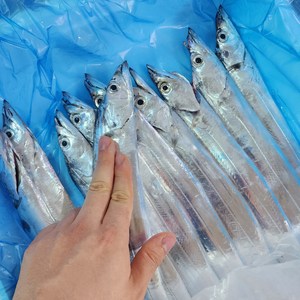 [새벽경매] 제주 은갈치 풀치 생물갈치 소소 180~210g, 24~28마리 5kg, 1개