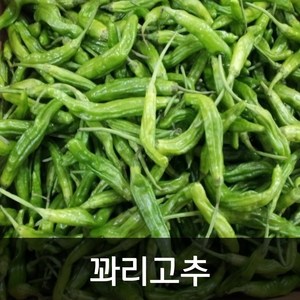 약수농장 꽈리고추 4kg, 1박스, 4kg(상)