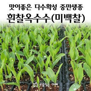 [모종심는아빠] 맛이좋은 다수확성 중만생종 흰찰옥수수 모종, 모종3포트, 1개