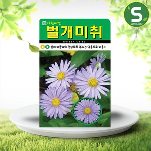 솔림텃밭몰 벌개미취씨앗 500립 벌개미취 꽃씨앗 꽃씨 야생화, 1개