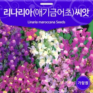 우리꽃 리나리아 씨앗 애기 금어초 씨앗 꽃씨 100알, 1개