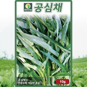 다농 공심채 모닝글로리 씨앗 10g, 1개