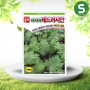 레드러시안씨앗 1000립 케일 씨앗 종자 적자색, 1개