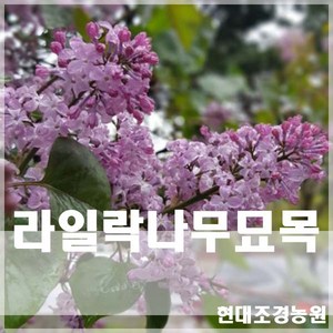 [현대조경농원]라일락나무 묘목 4~5년생 개화주(키 1m60~80cm), 1개, 분묘