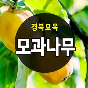 [경북농원] 모과나무묘목 접목 특묘 판매중, 모과나무묘목 상묘, 1개