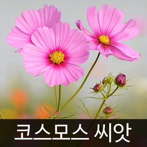 코스모스 씨앗 꽃 종자 야생화 야생초 꽃씨 씨 500알, 1개