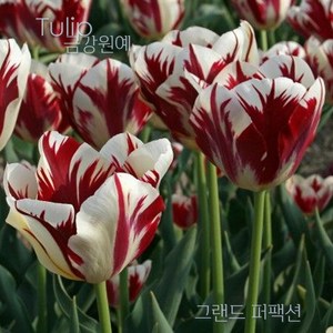 스트라이프 튤립(Stipe Tulip) 추식 구근 그랜드 퍼팩션(1set-5구) 금강원예, 1세트