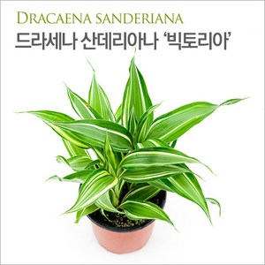 드라세나 산데리아나 빅토리아, 1개