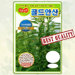 골드 안산 참깨 씨앗 3000립 깨 종자 씨 가지깨 봄 여름 가을 깨씨 깨씨앗 JH, 1개