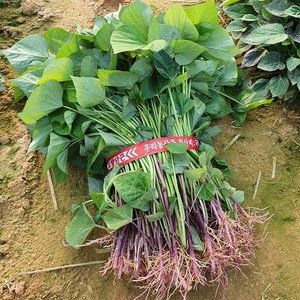 고구마 모종 고구마순 꿀고구마 베니하루카 파종 식재 농가직접재배 발송, 1박스, 꿀고구마 모종 1kg