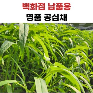 더좋은 공심채 모닝글로리, 1개, 400g