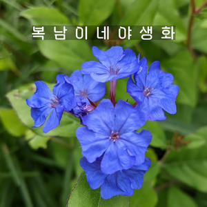 남설화 소품 [3포트 복남이네야생화 나무앵초 세라토스티그마 플럼바고 plumbago], 3개