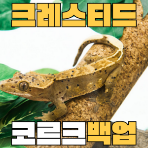 주스터디 크리스티드 게코 백업 코르크, 30cm, 1개