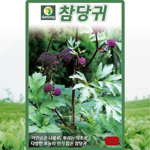 다농 참당귀 씨앗 1g, 1개