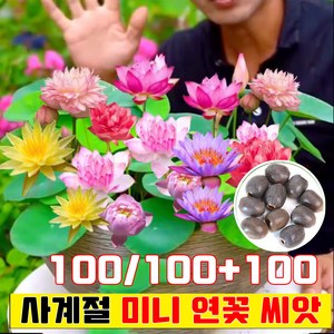 [사계절 연꽃] 100/100+100 미니 연꽃 씨앗 행운 수반 연꽃 씨앗 연꽃씨 연못 수중재배 사계절 꽃핀다 수경식물 실내식물 사은품 랜덤 증정, 200개