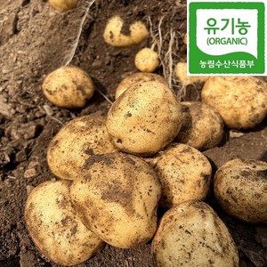 쪄먹는 강원도 산골 유기농 분감자, 중 5kg (계란크기), 1개