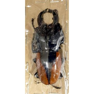 (Odontolabis wollastoni) 왈라스토니 멋쟁이사슴벌레 [L-8-149] 곤충표본, 60~64mm, 1개