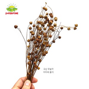 제이펫 국산 아마씨줄기 10g (약100알) 토끼 기니피그 햄스터 친칠라 간식, 1개