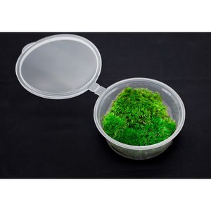 [주다리움] 비단이끼 생이끼 미니팩(지름8cm) 특제팩(18x14) 테라리움 식물, 미니팩(지름 8cm), 1개