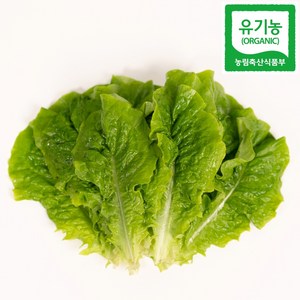 유기농 청상추 산지 직송, 1박스, 1kg